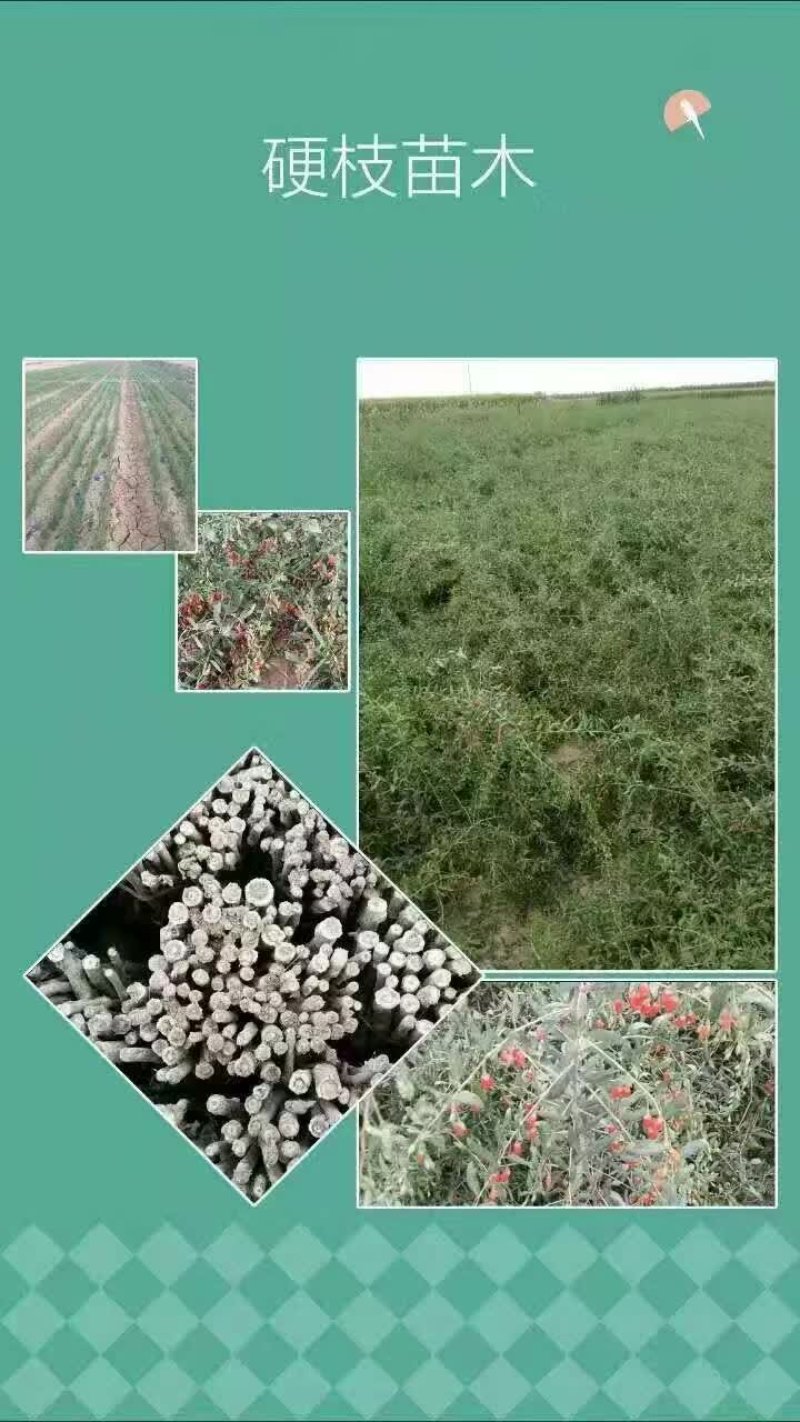 枸杞苗