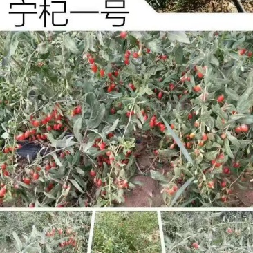 枸杞苗