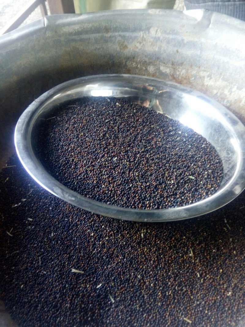 青杂油菜籽