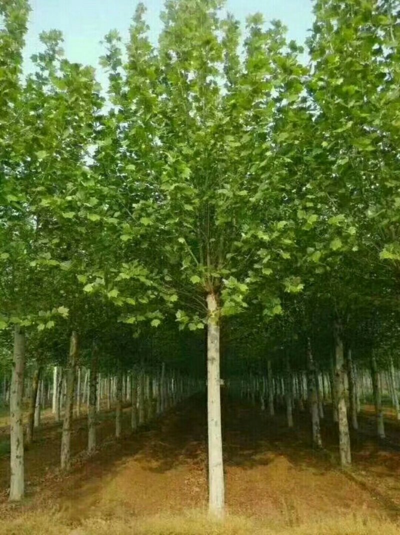 法桐树苗法国梧桐基地直销质量保证品质为本