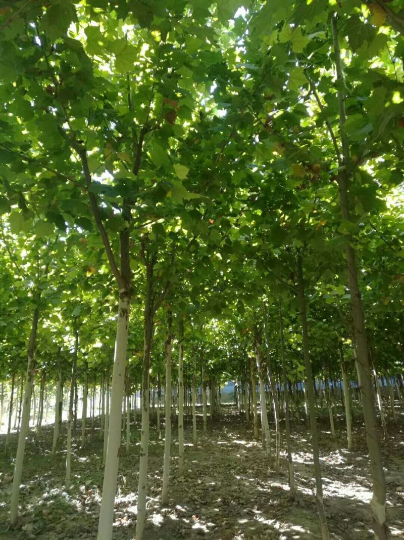 法桐树苗法国梧桐基地直销质量保证品质为本
