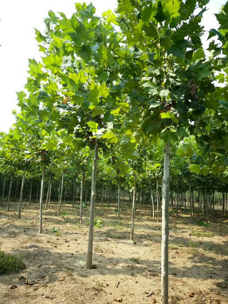 法桐树苗法国梧桐基地直销质量保证品质为本