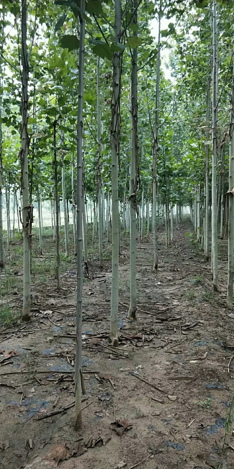 法桐树苗法国梧桐基地直销质量保证品质为本