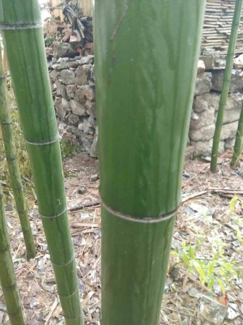 竹子