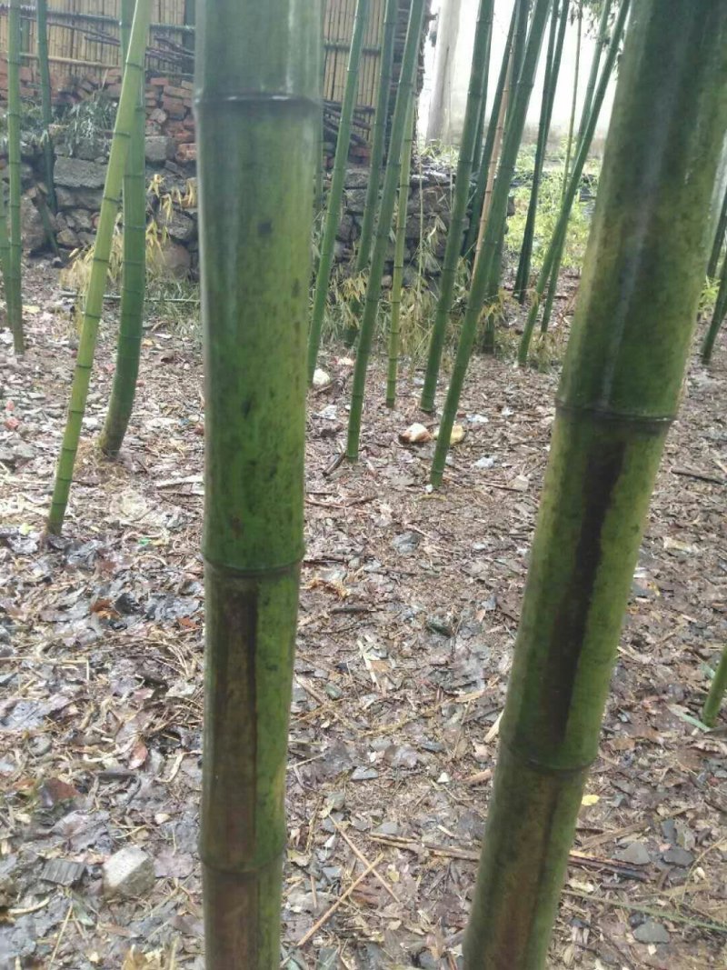 竹子