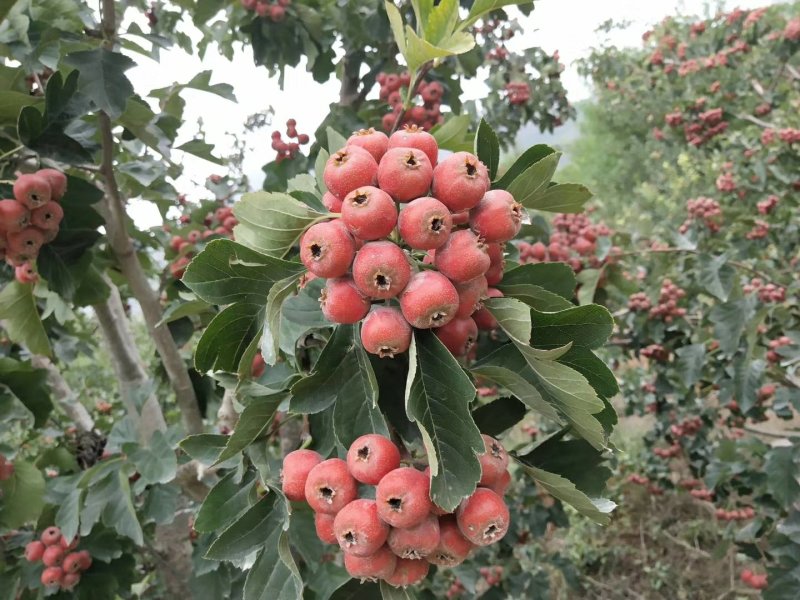 山楂