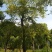 截杆移栽朴树,丛生朴树全冠移栽朴树野生全冠朴树