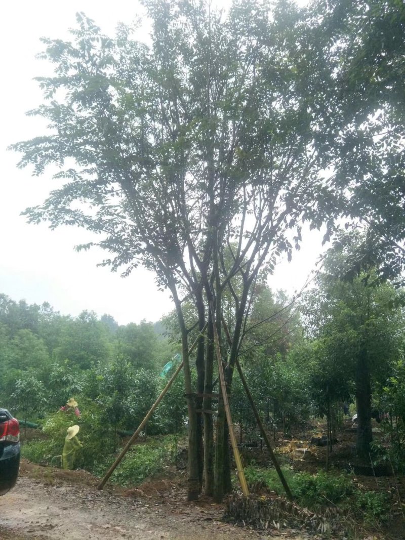 截杆移栽朴树，丛生朴树全冠移栽朴树野生全冠朴树