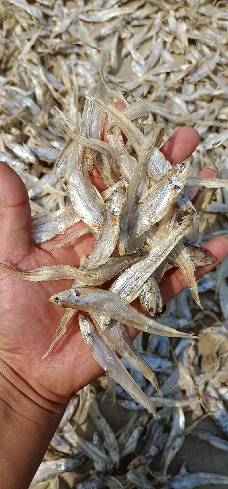 批发毛刀鱼