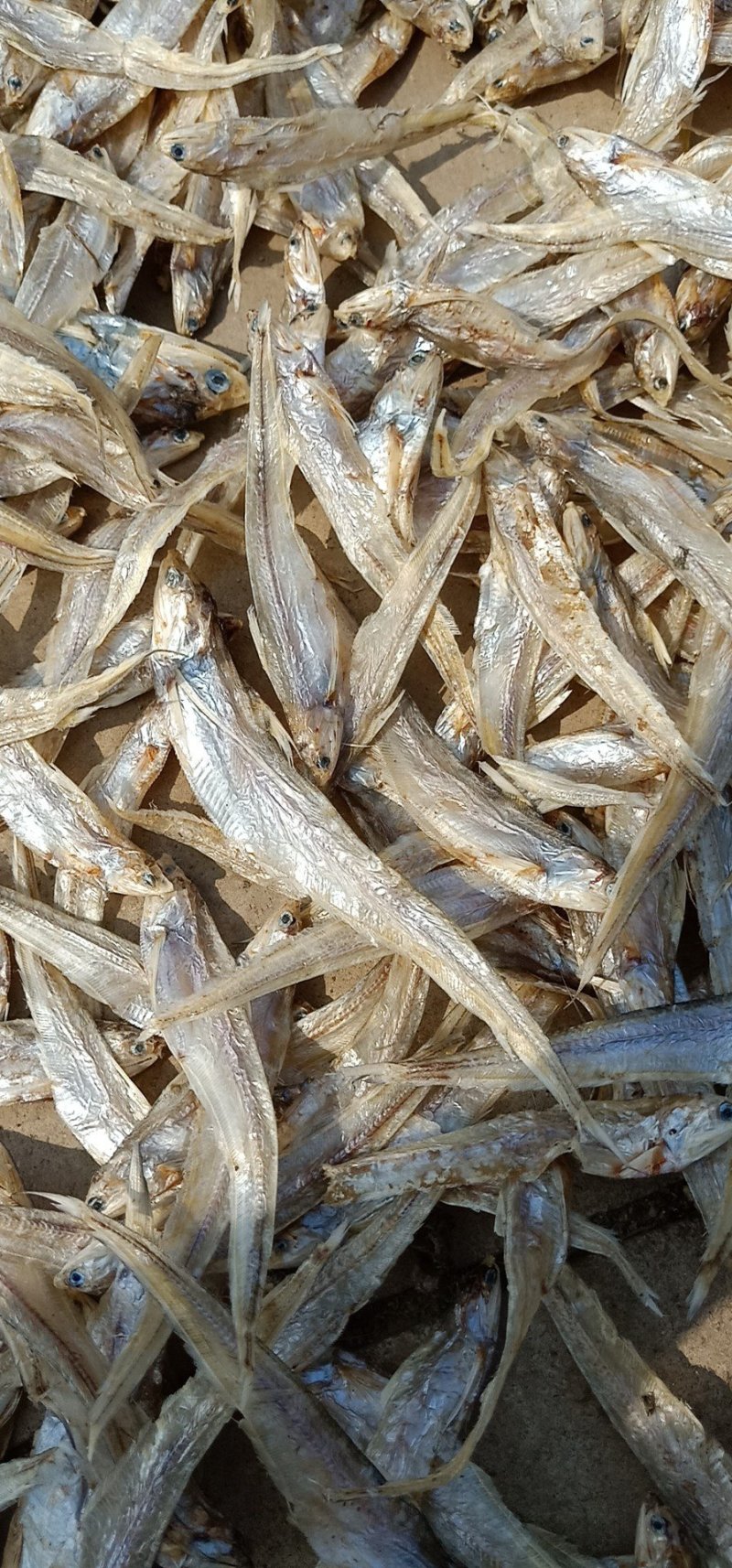 批发毛刀鱼
