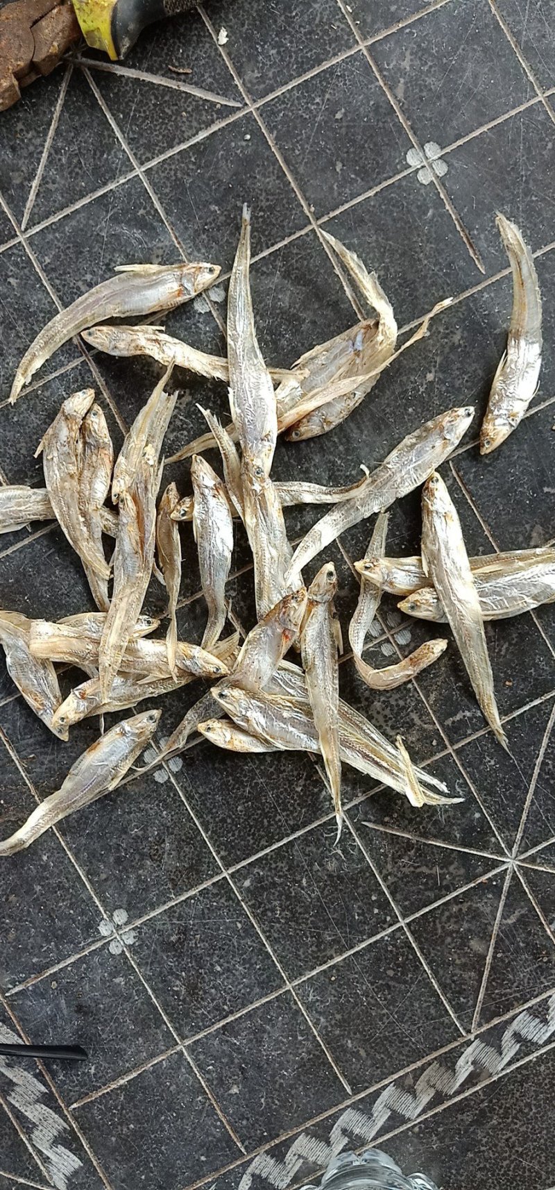 批发毛刀鱼