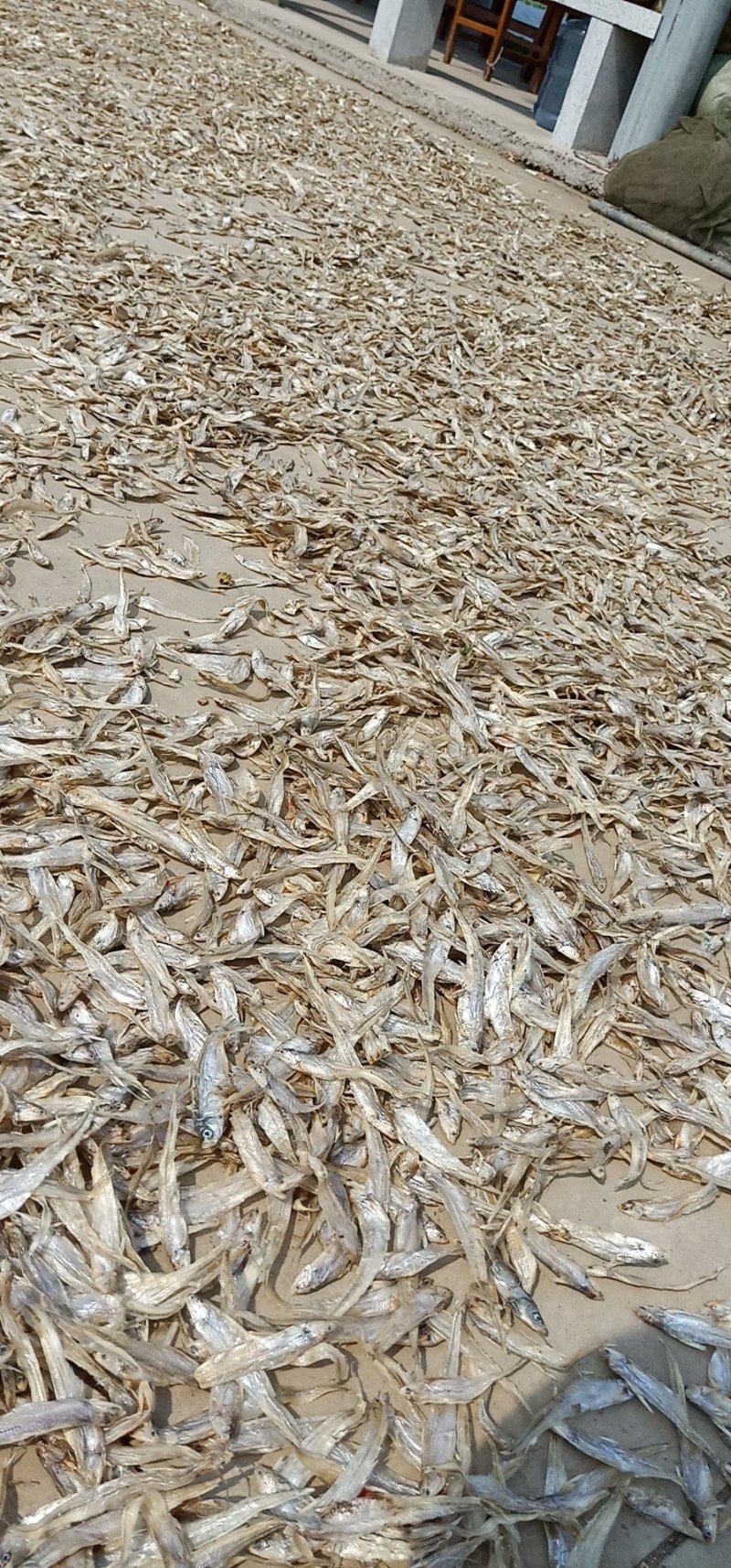 批发毛刀鱼