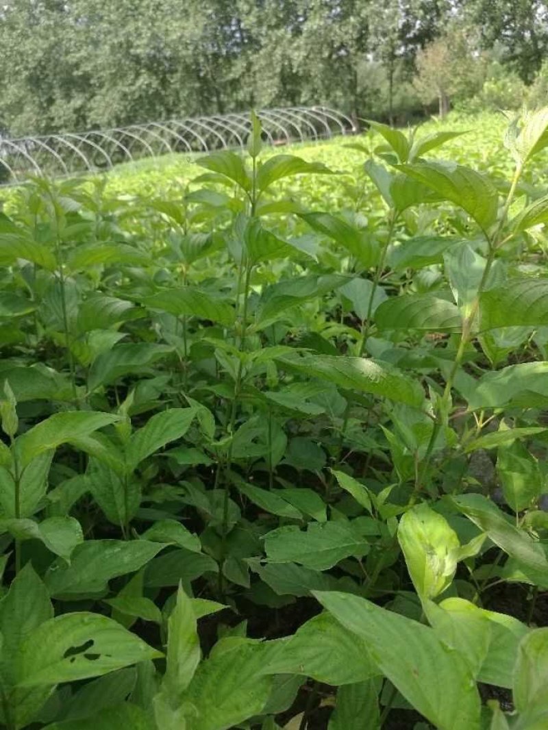 红瑞木