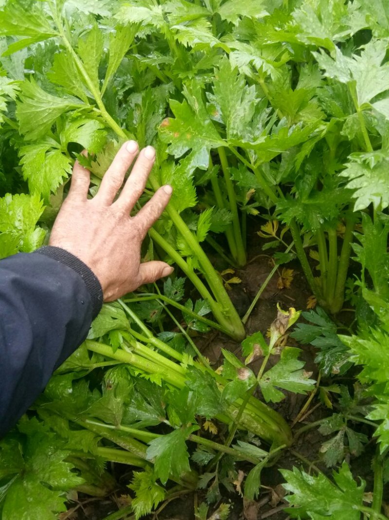 滑县优质大地西芹，需要的老板联系我