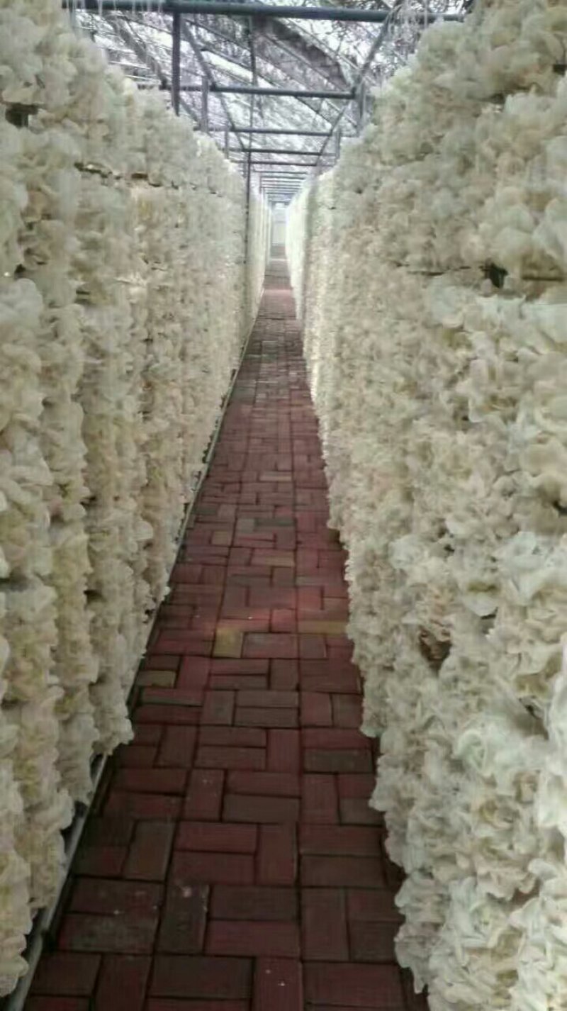 玉木耳