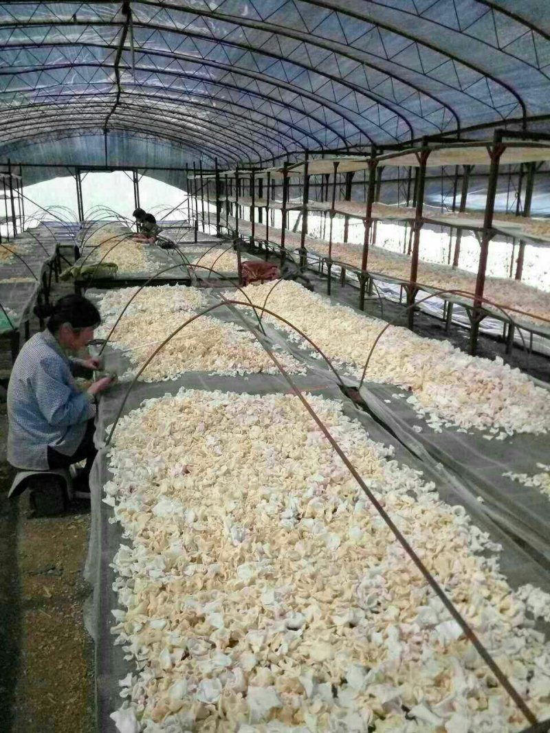 玉木耳