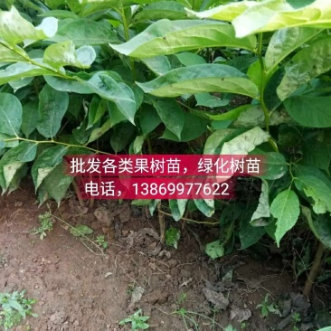 批发各类果树苗，绿化树苗