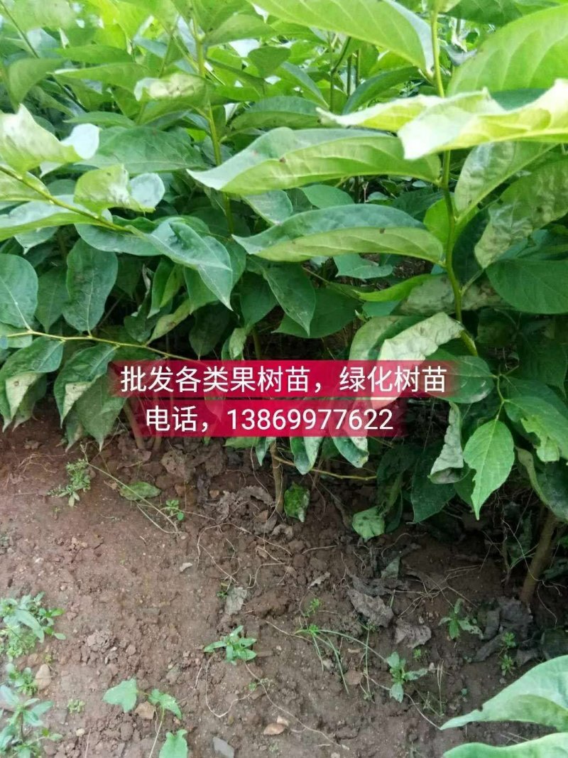批发各类果树苗，绿化树苗
