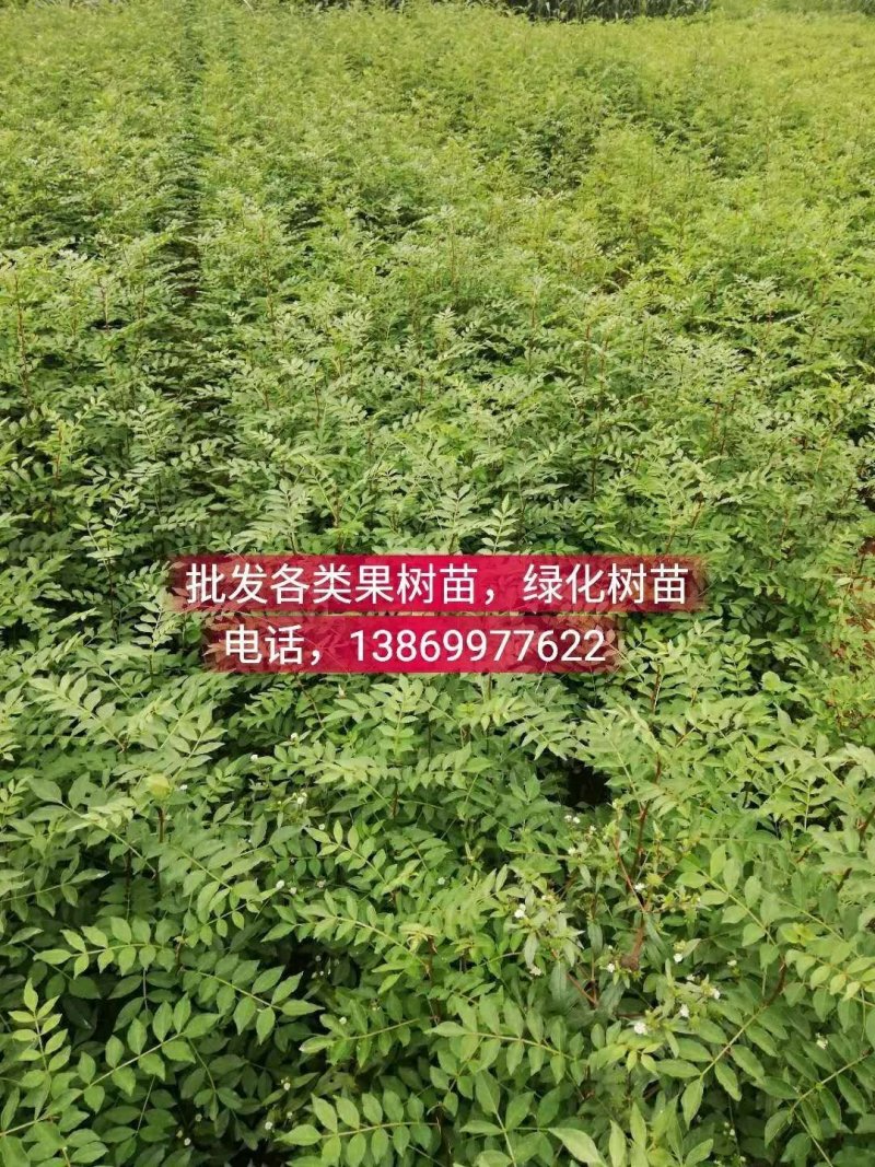 批发各类果树苗，绿化树苗