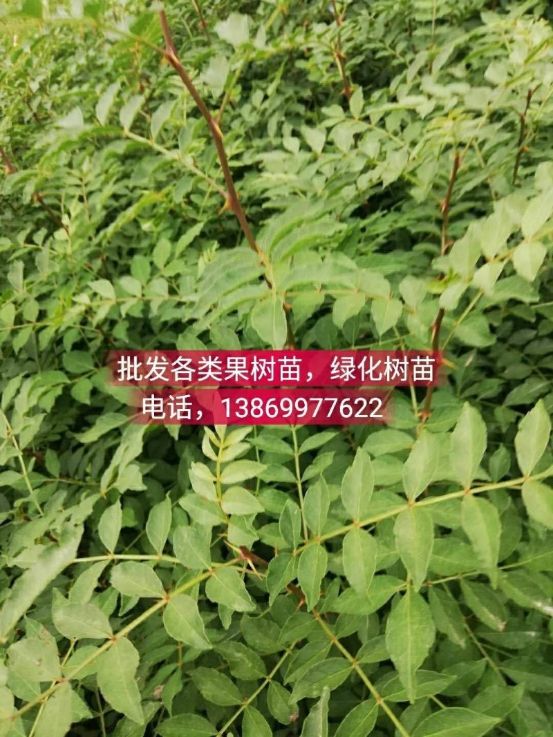 批发各类果树苗，绿化树苗