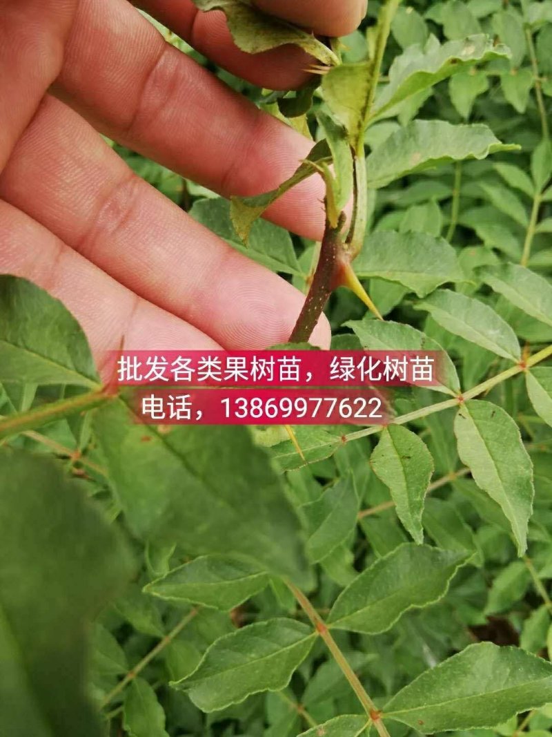 批发各类果树苗，绿化树苗