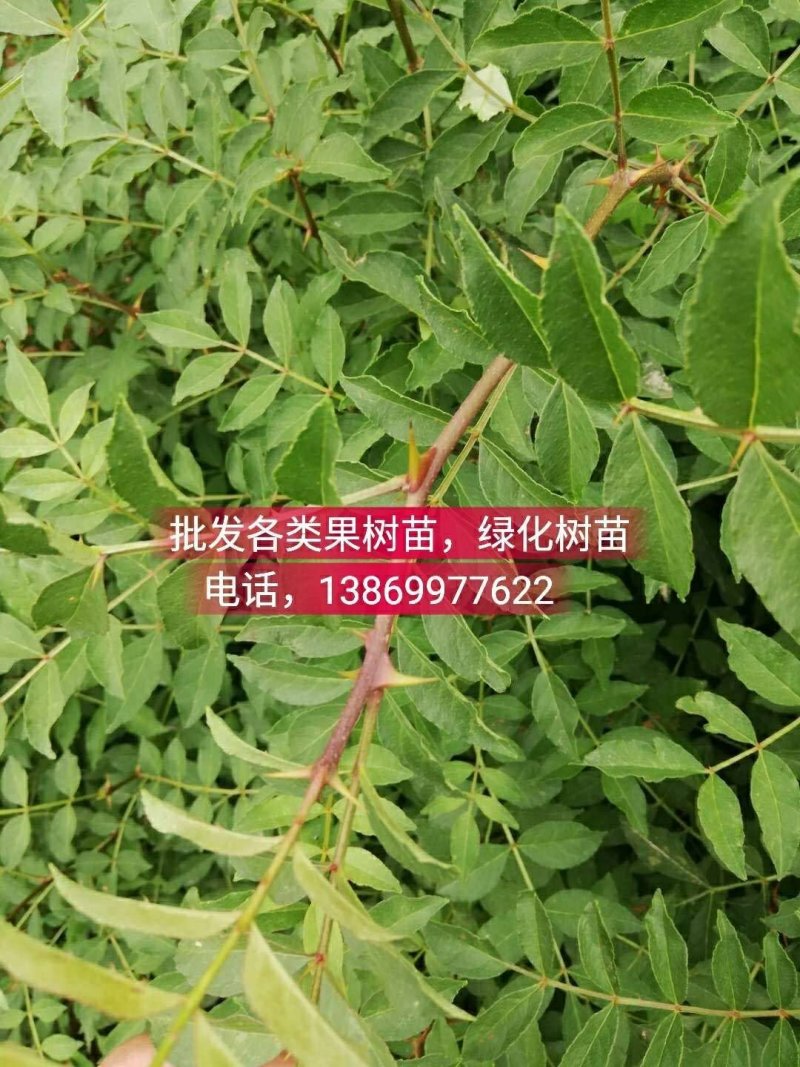 批发各类果树苗，绿化树苗