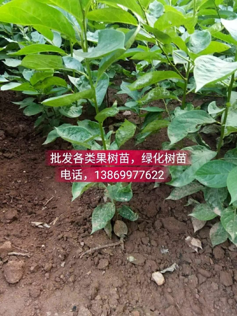 批发各类果树苗，绿化树苗