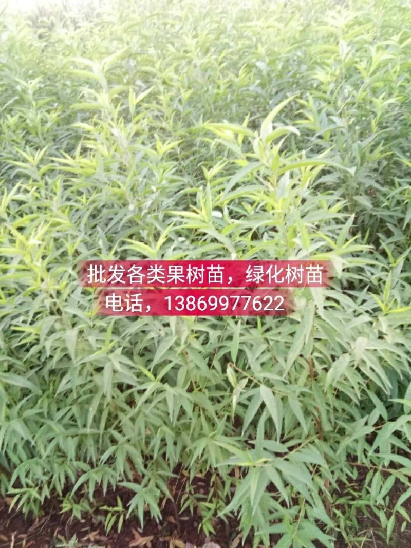 批发各类果树苗，绿化树苗