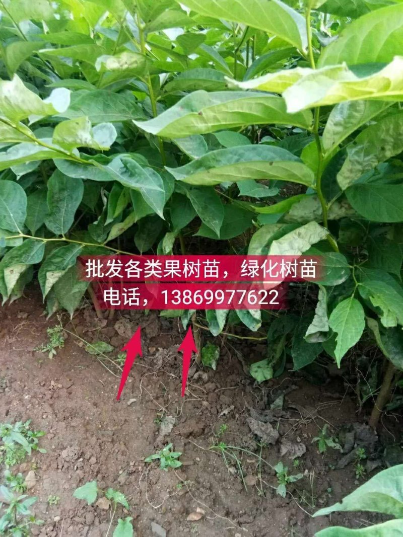 批发各类果树苗，绿化树苗