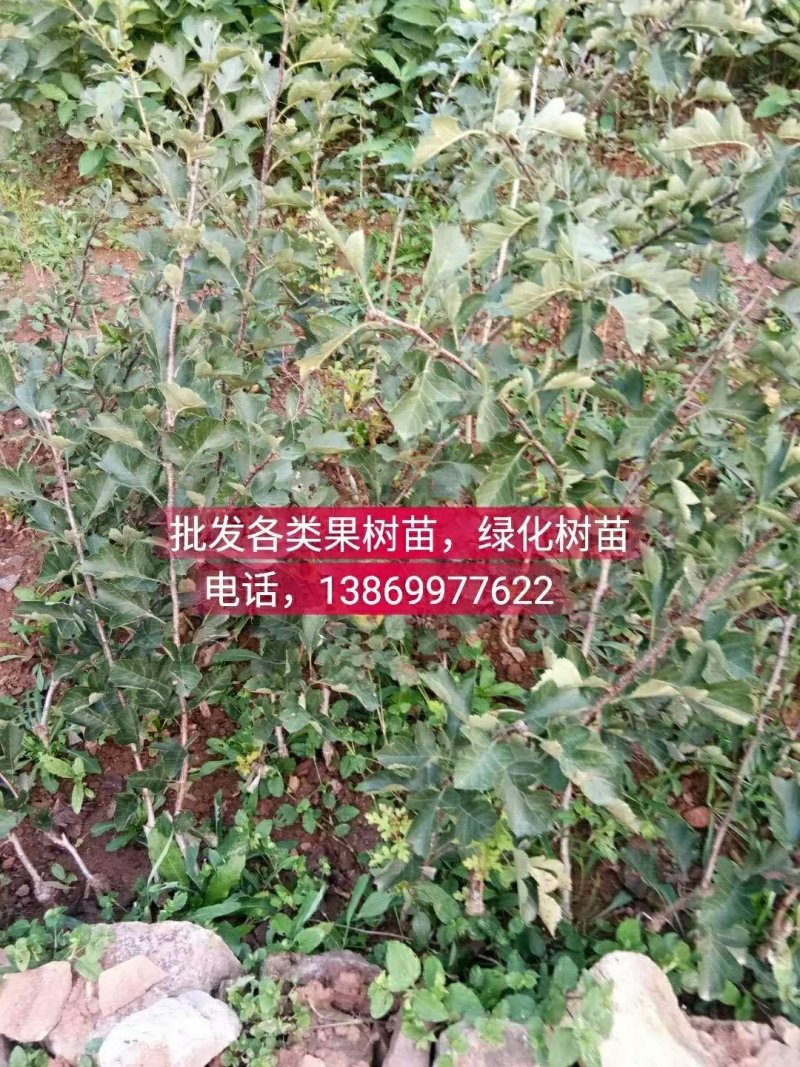 批发各类果树苗，绿化树苗
