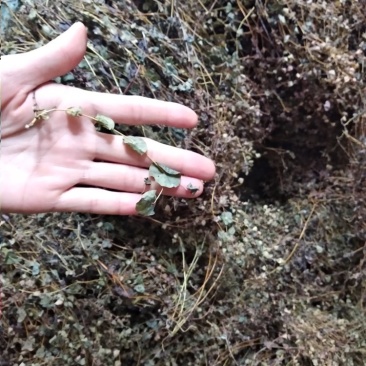 穿心草野生新货广西大石山区特产穿心草干货