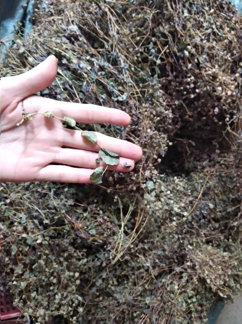 穿心草野生新货广西大石山区特产穿心草干货