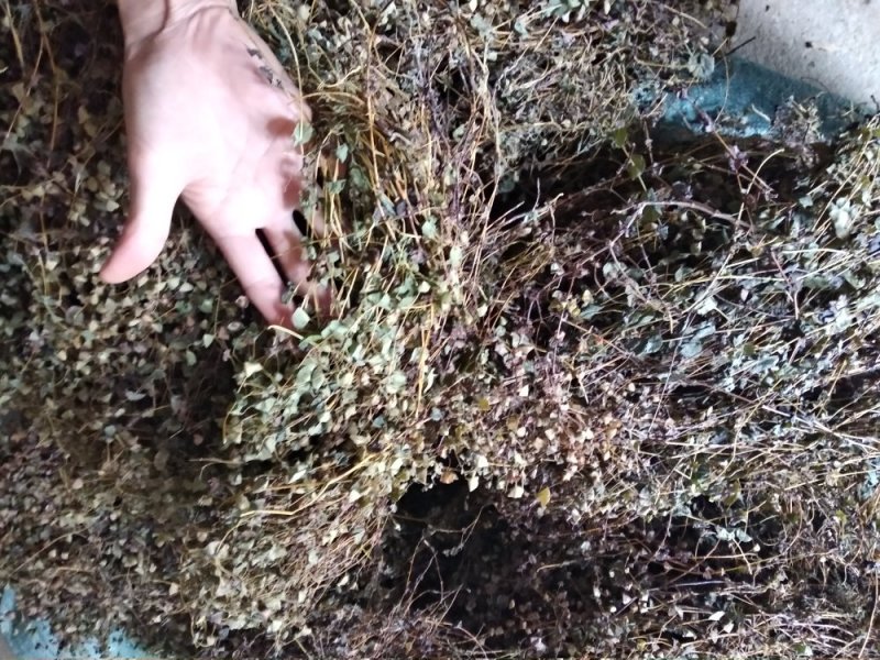 穿心草野生新货广西大石山区特产穿心草干货