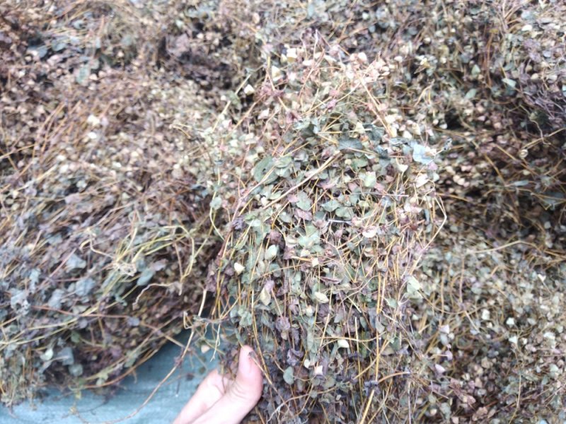 穿心草野生新货广西大石山区特产穿心草干货