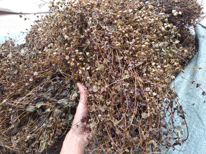 穿心草野生新货广西大石山区特产穿心草干货