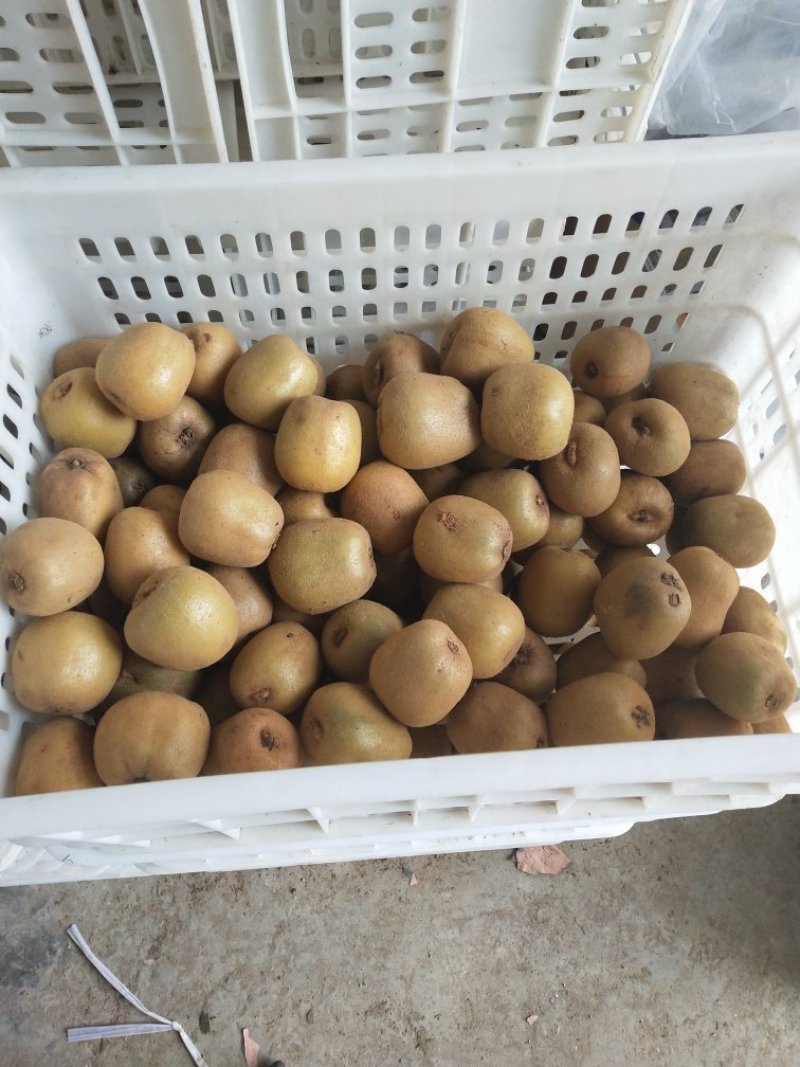 蒲江黄心猕猴桃