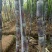 24年甘蔗大量上市，质量好，需要新老客户联系