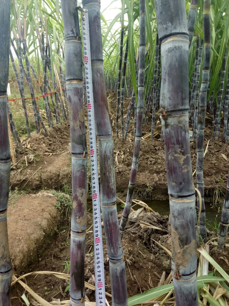 24年甘蔗大量上市，质量好，需要新老客户联系