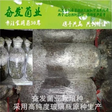 姬菇菌种姬菇栽培种