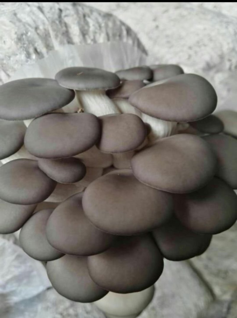 姬菇菌种姬菇栽培种