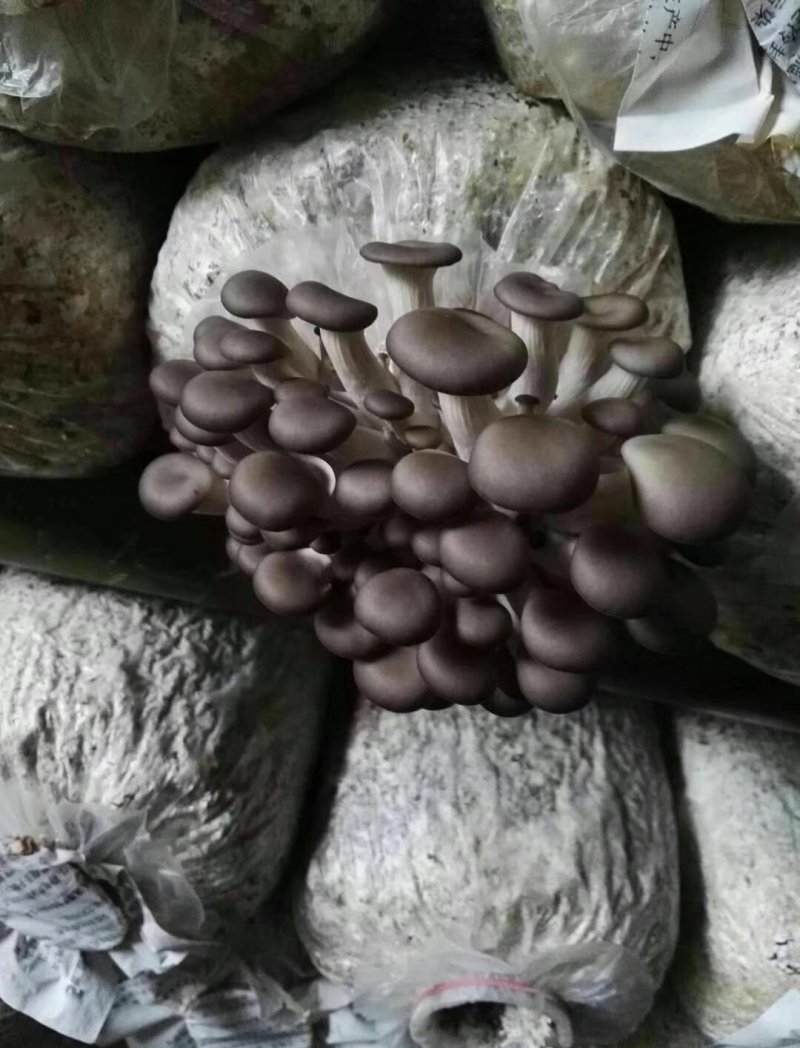 姬菇菌种姬菇栽培种