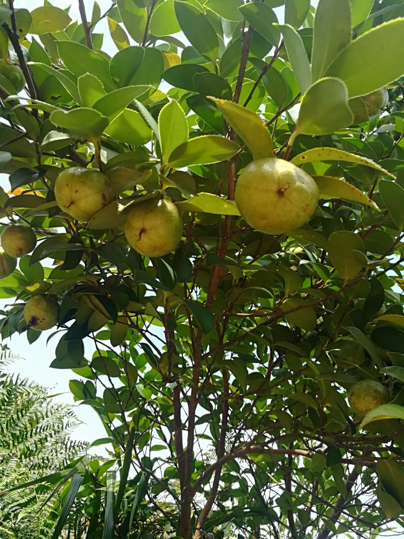 油茶鲜果