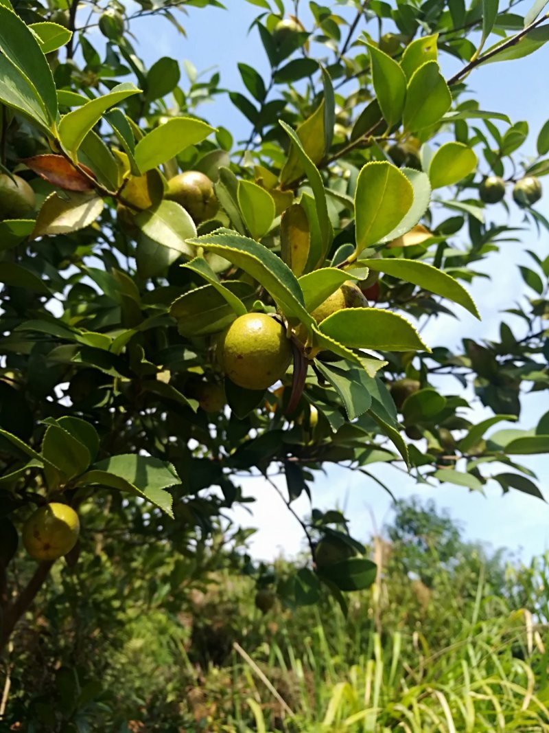 油茶鲜果