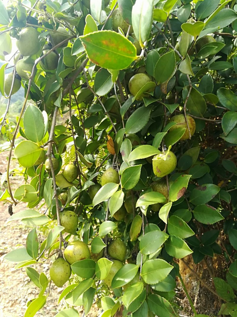 油茶鲜果