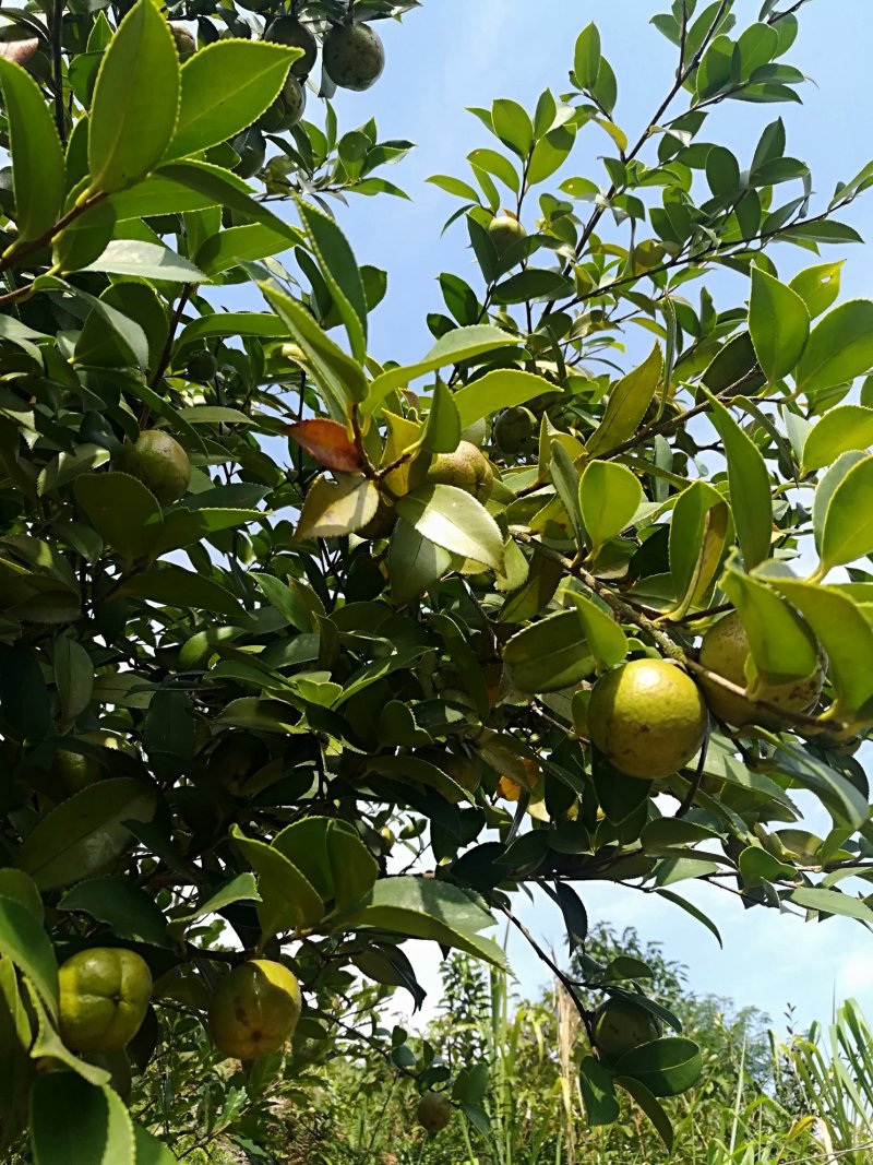 油茶鲜果