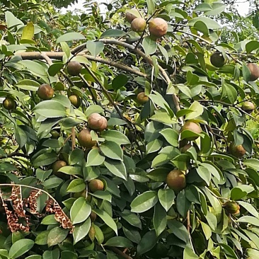 油茶鲜果