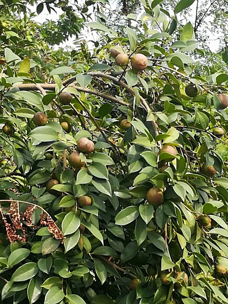 油茶鲜果