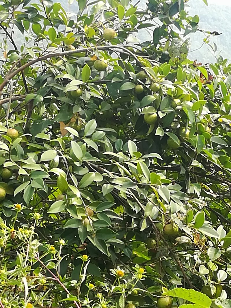 油茶鲜果