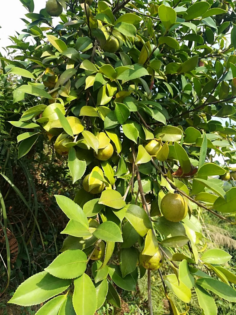 油茶鲜果