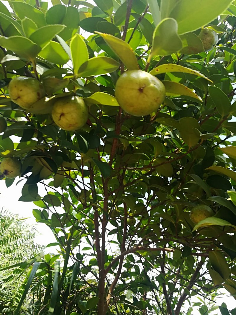 油茶鲜果